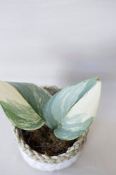 Scindapsus rubicon